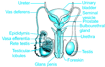 Image result for male reproductive organ ncert