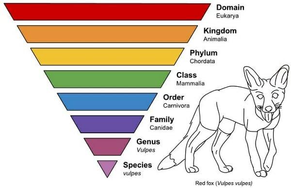 Taxonomy - Definition, Classification & Example | Biology Dictionary