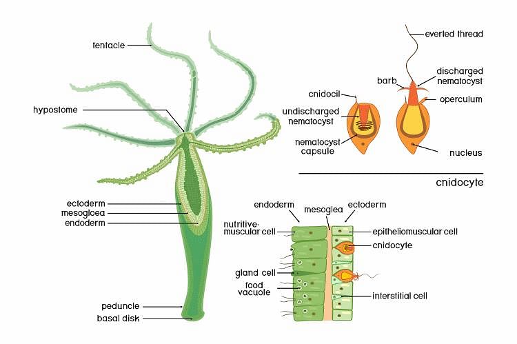 Cnidaria: The Stinging Phylum Of Nematocysts & Cnidocytes - Earth Life