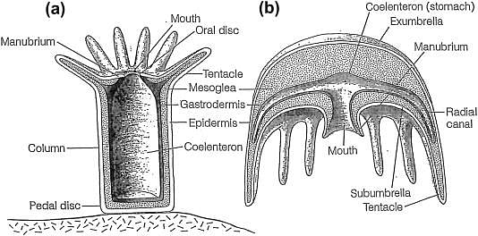 Cubozoa - an overview | ScienceDirect Topics