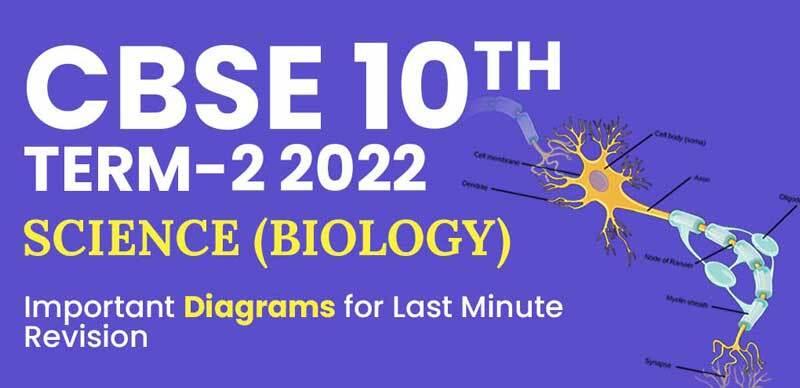 CBSE Term 2 10th Exam 2022 : Science (Biology) Important Diagrams for Last Minute Revision