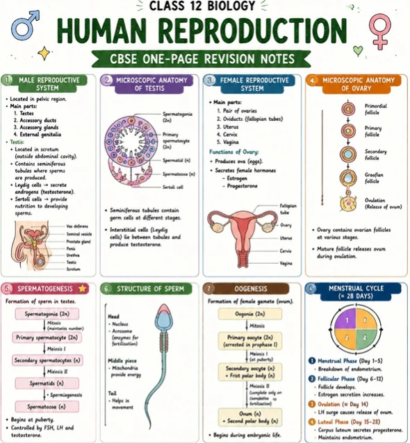 CBSE Class 12 Biology one-page revision notes on Human Reproduction, covering the male and female reproductive systems, microscopic anatomy of the testis and ovary