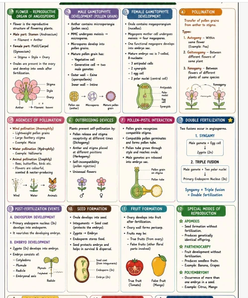 CBSE Class 12 Biology one-page revision notes on Sexual Reproduction in Flowering Plants, covering flower structure, gametophyte development, pollination, fertilization.