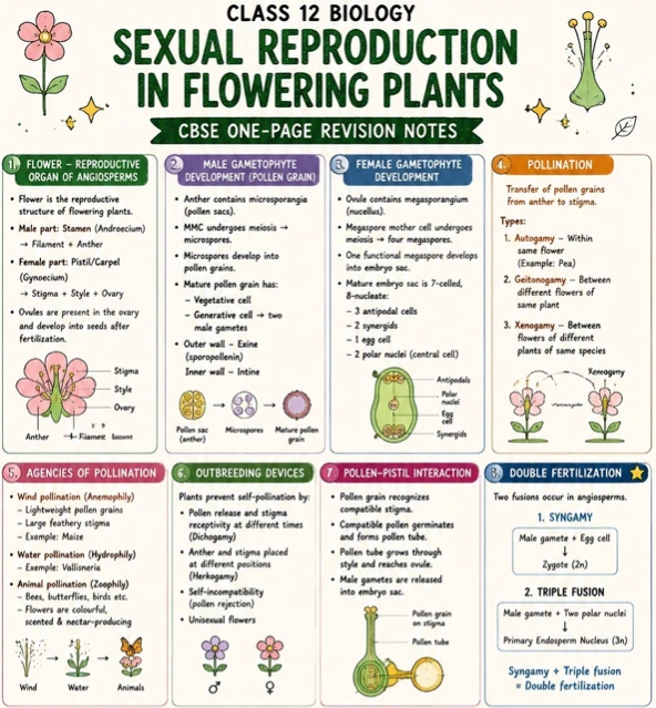 CBSE Class 12 Biology one-page revision notes on Sexual Reproduction in Flowering Plants, covering flower structure, male and female gametophyte development